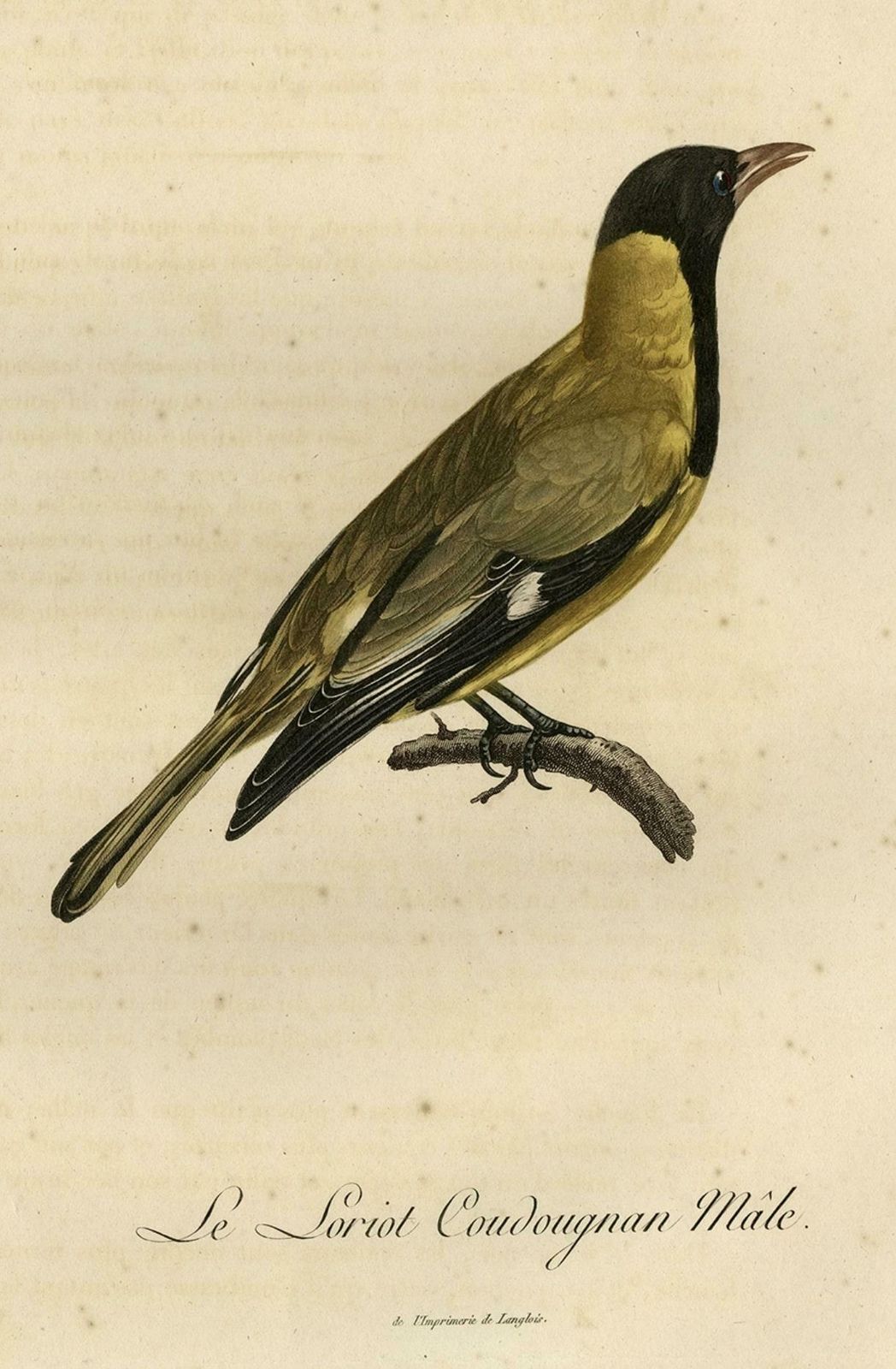 Original Handcolored Print Of A Male Oriole, 1802 photo for sale