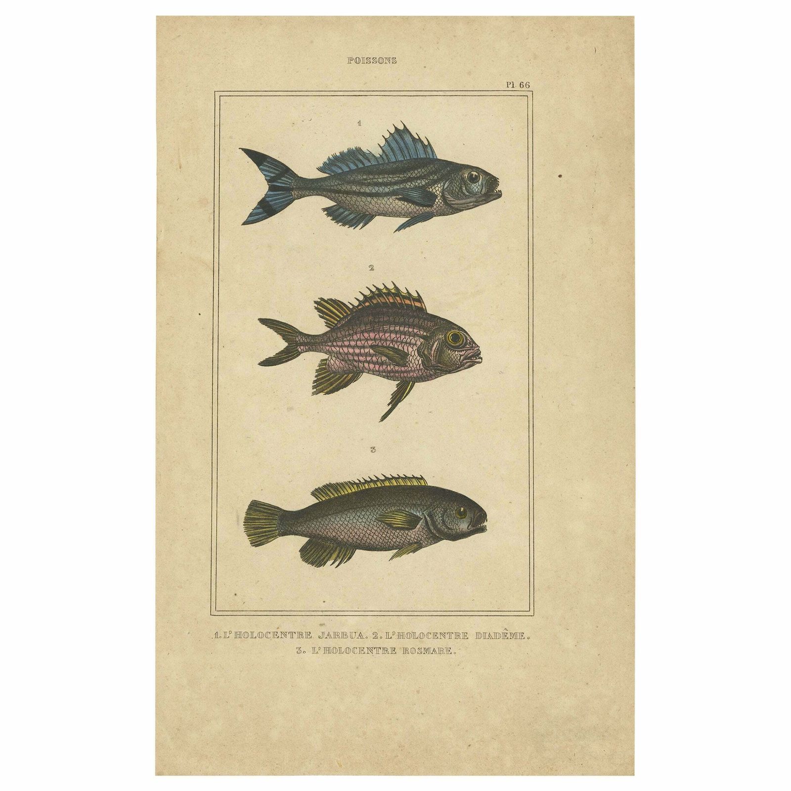 Antique Print Of The Crowned Squirrelfish And Other Fish Species, 1844