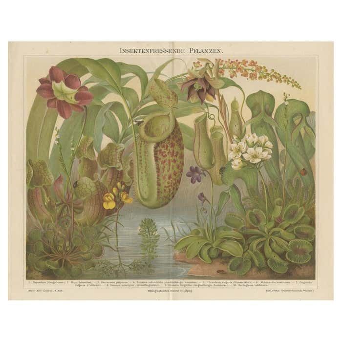 Original Antique Lithograph Of Various Carnivorous Plants Circa 1890