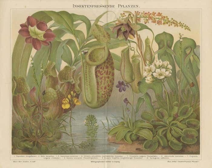 Original Antique Lithograph Of Various Carnivorous Plants Circa 1890 photo for sale