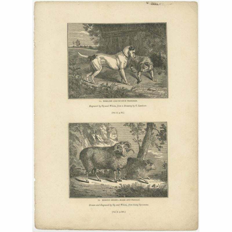 Antique Print Of Terriers And Merino Sheep, 1835