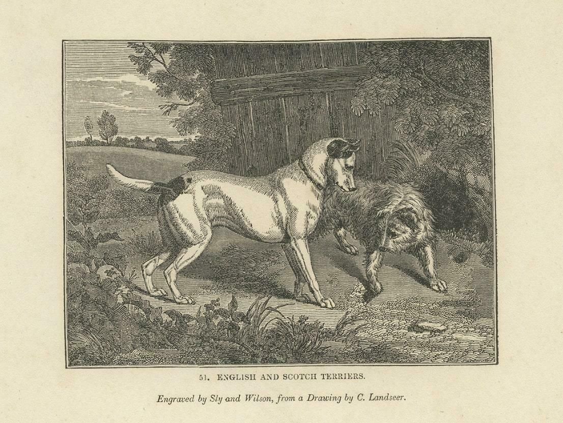 Antique Print Of Terriers And Merino Sheep, 1835 photo furniture