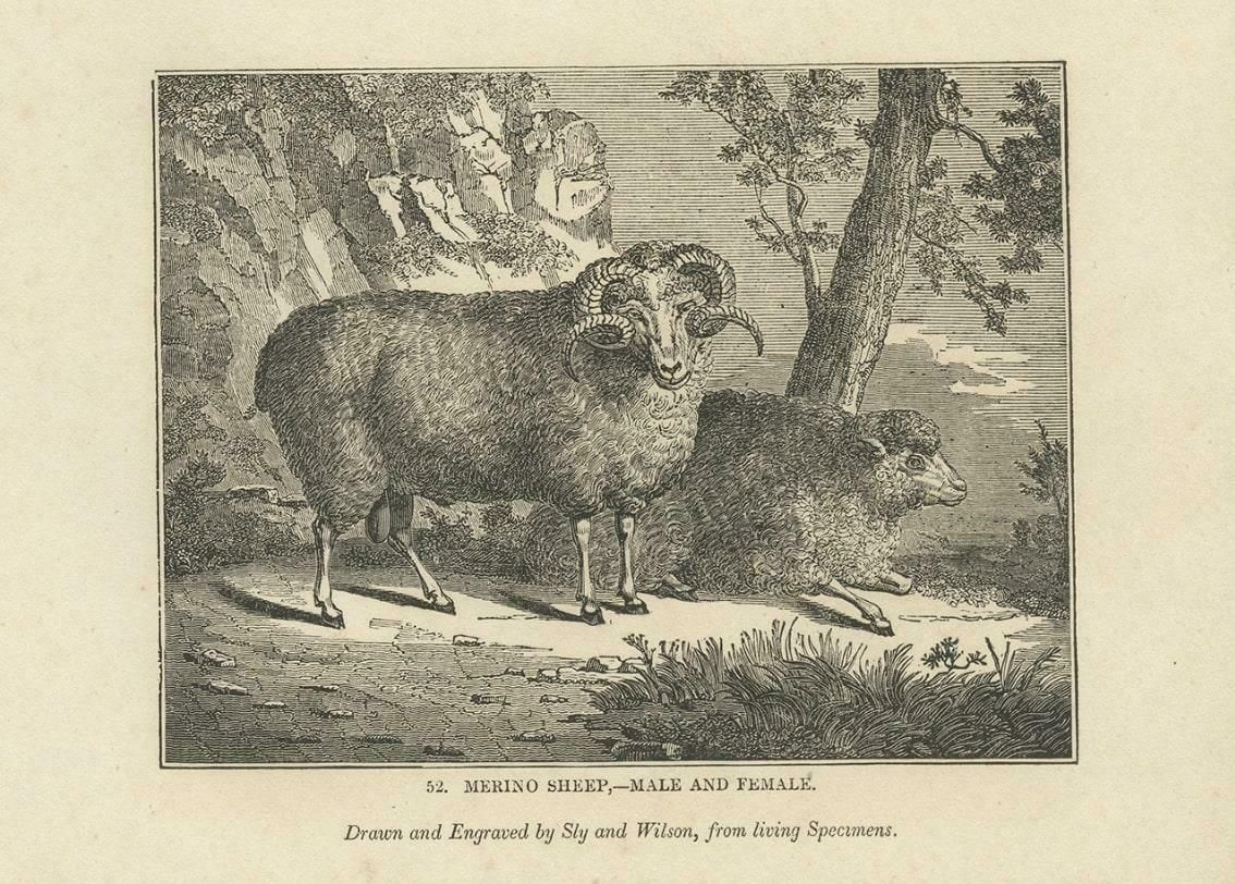 Antique Print Of Terriers And Merino Sheep, 1835 photo for sale