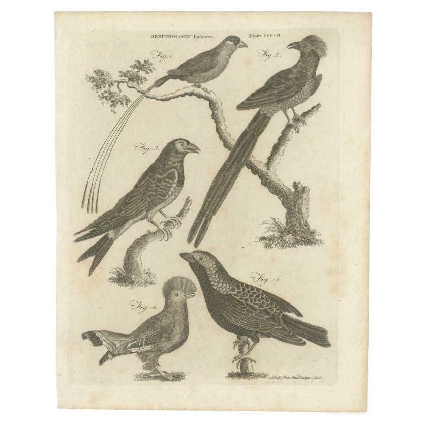 Antique Print Of Passerine Birds And Other Birds, 1810