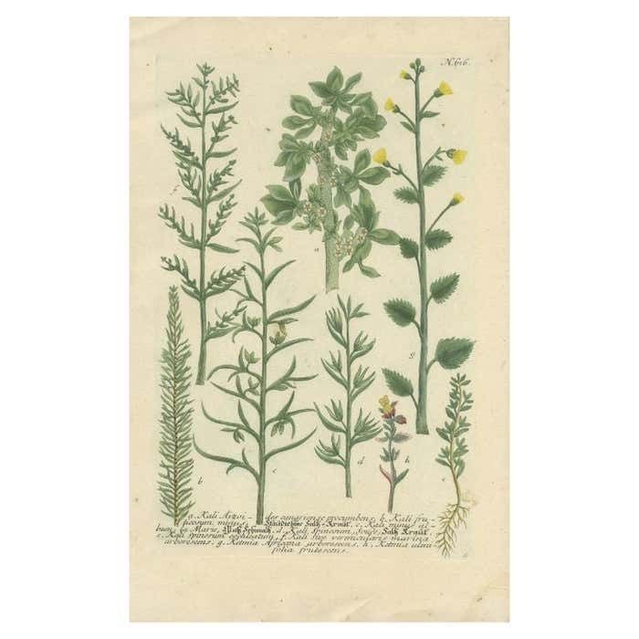 Antique Hand Coloured Botany Print Of Various Plants, 1742