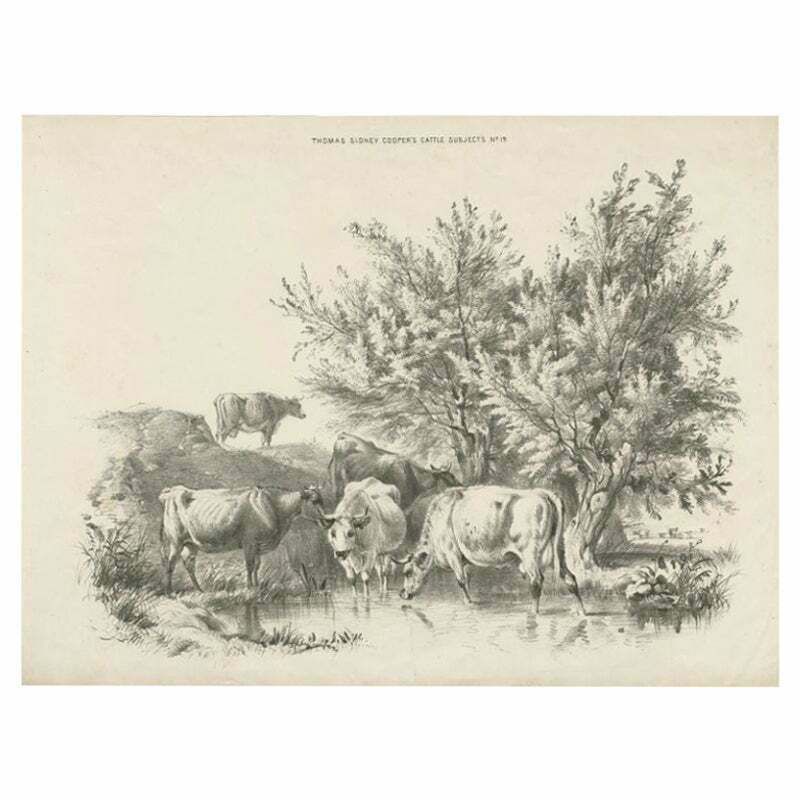 Antique Print Of Cattle By Cooper Circa 1839