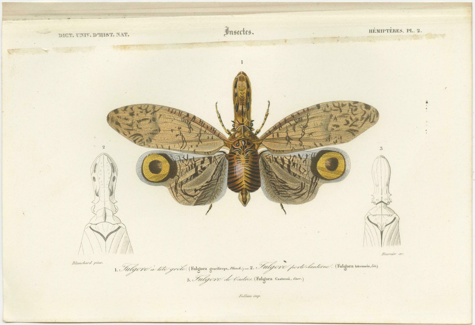 Set Of 3 Antique Prints Of A Lantern Fly, Cicada And The Eastern Dobsonfly photo furniture
