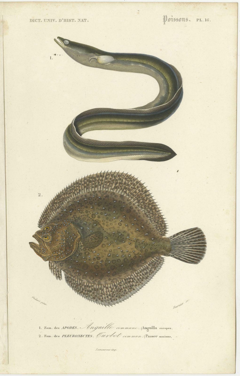 Set Of 9 Antique Print Of Various Fish Species photo Art