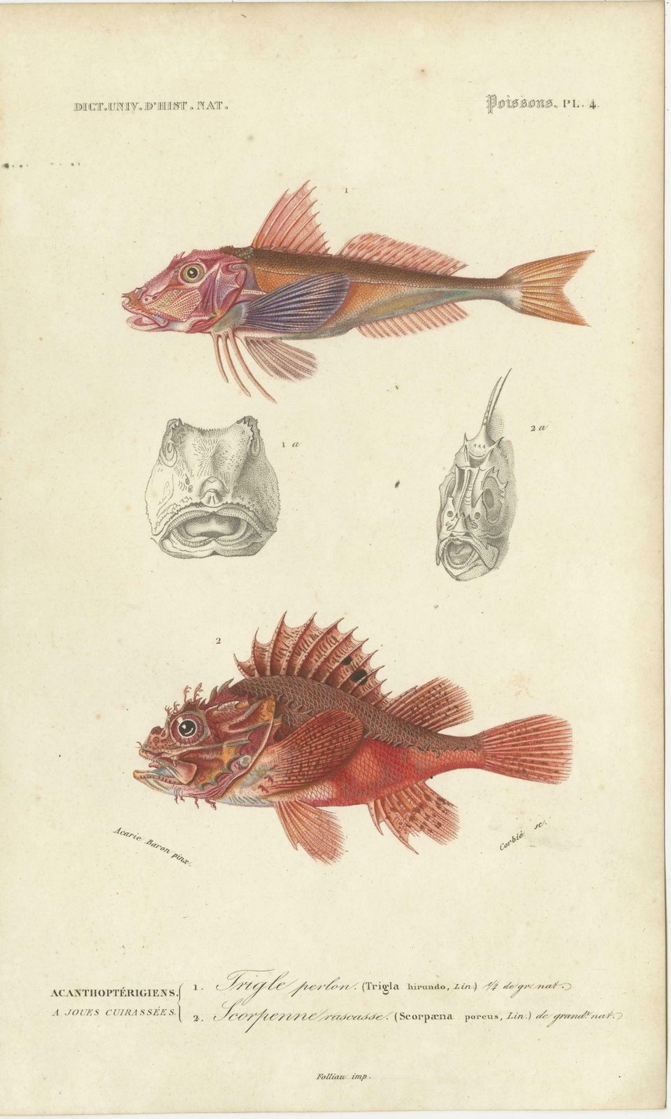 photo furniture Set Of 9 Antique Print Of Various Fish Species