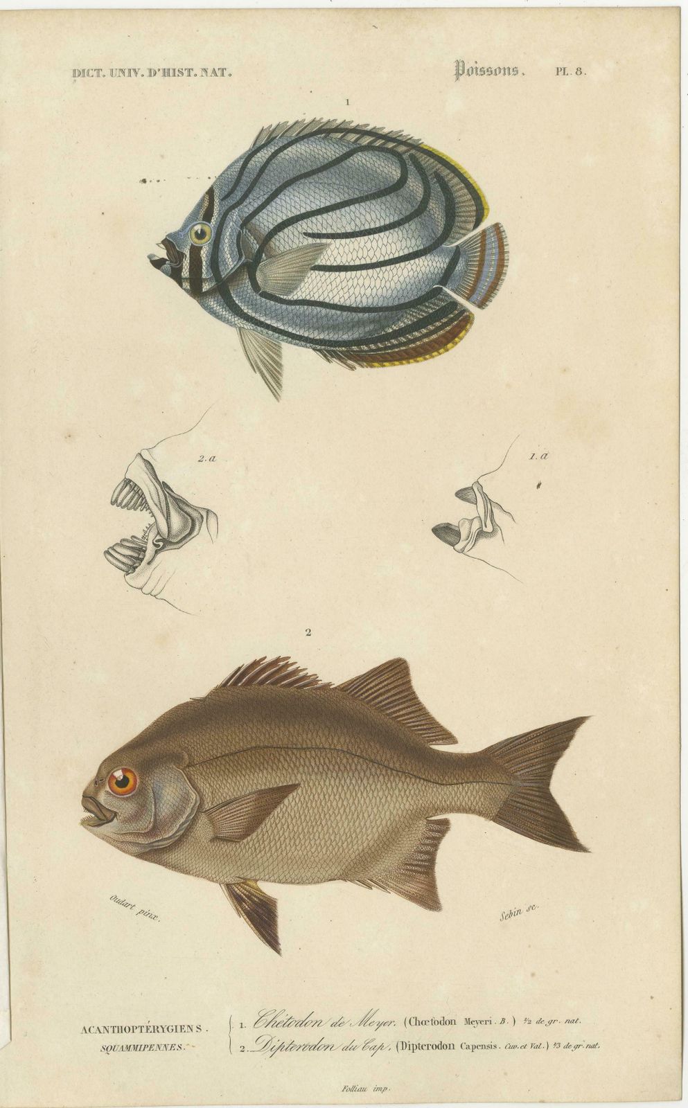 photo for sale Set Of 9 Antique Print Of Various Fish Species