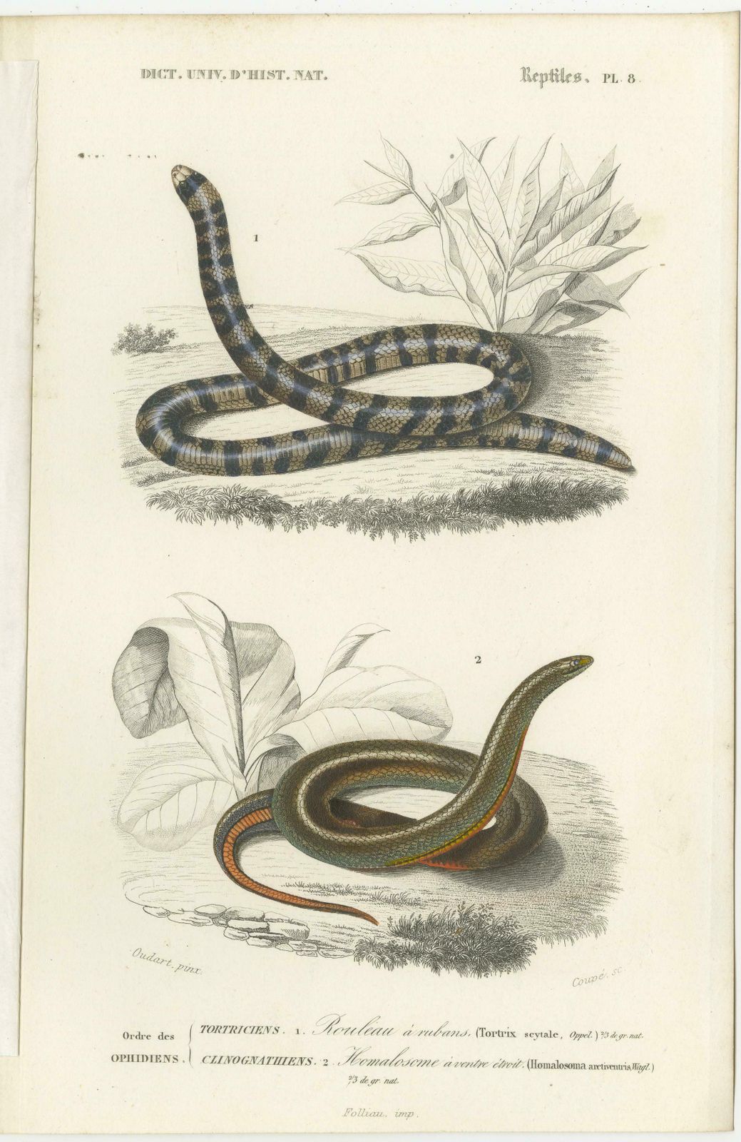 Set Of 7 Antique Prints Of An Egyptian Cobra And Other Snakes And Reptiles