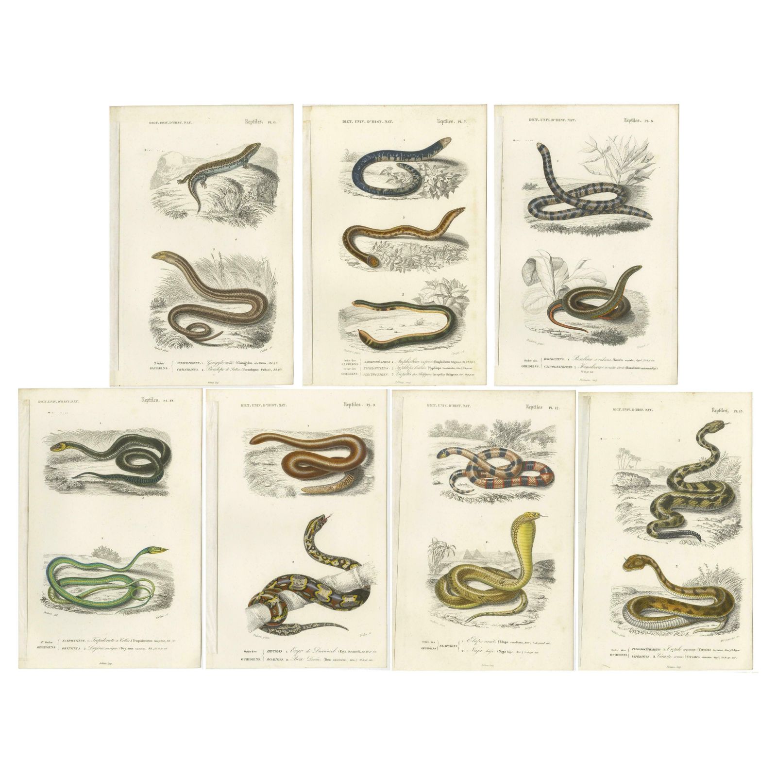 Set Of 7 Antique Prints Of An Egyptian Cobra And Other Snakes And Reptiles photo vinterior