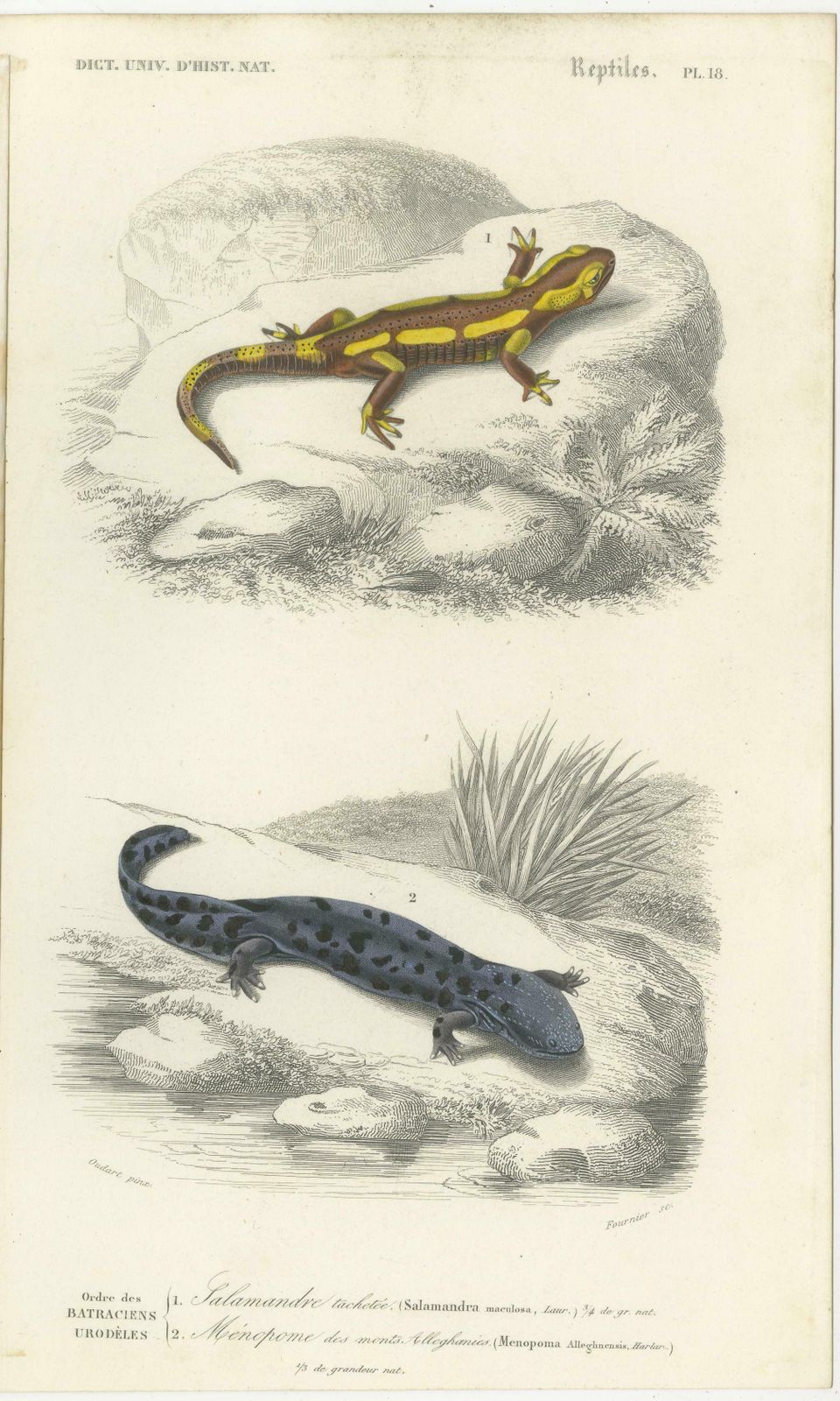 Set Of 3 Antique Prints Of A Chameleon And Other Reptiles photo for sale