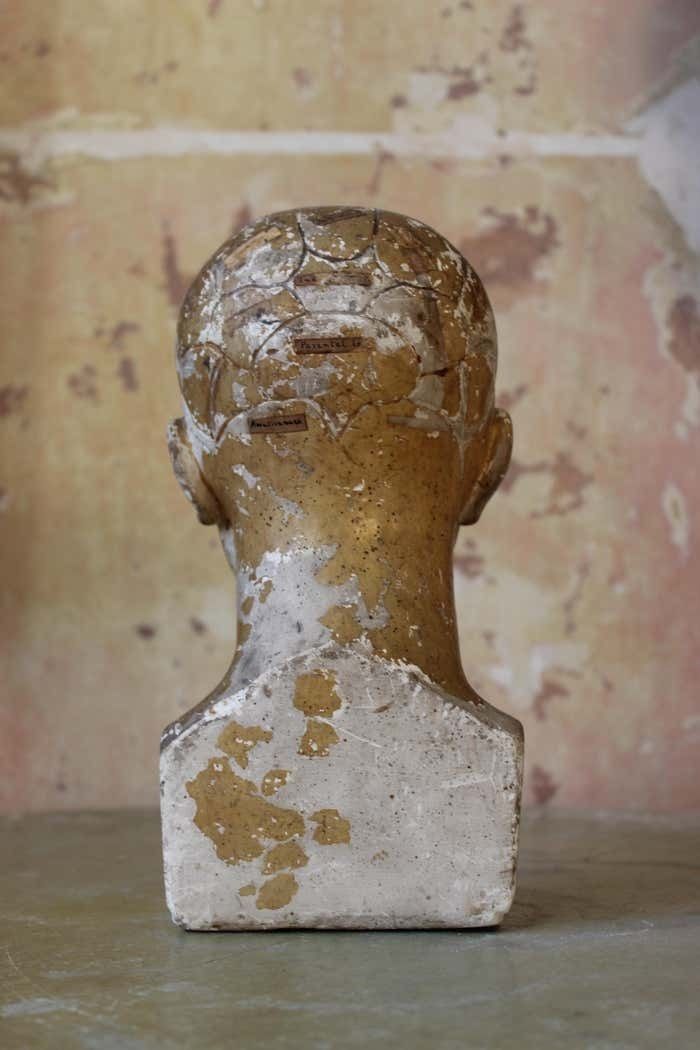 Art 19th C Scientific James Deville L N Fowler Phrenology Plaster Bust Head Curi photo