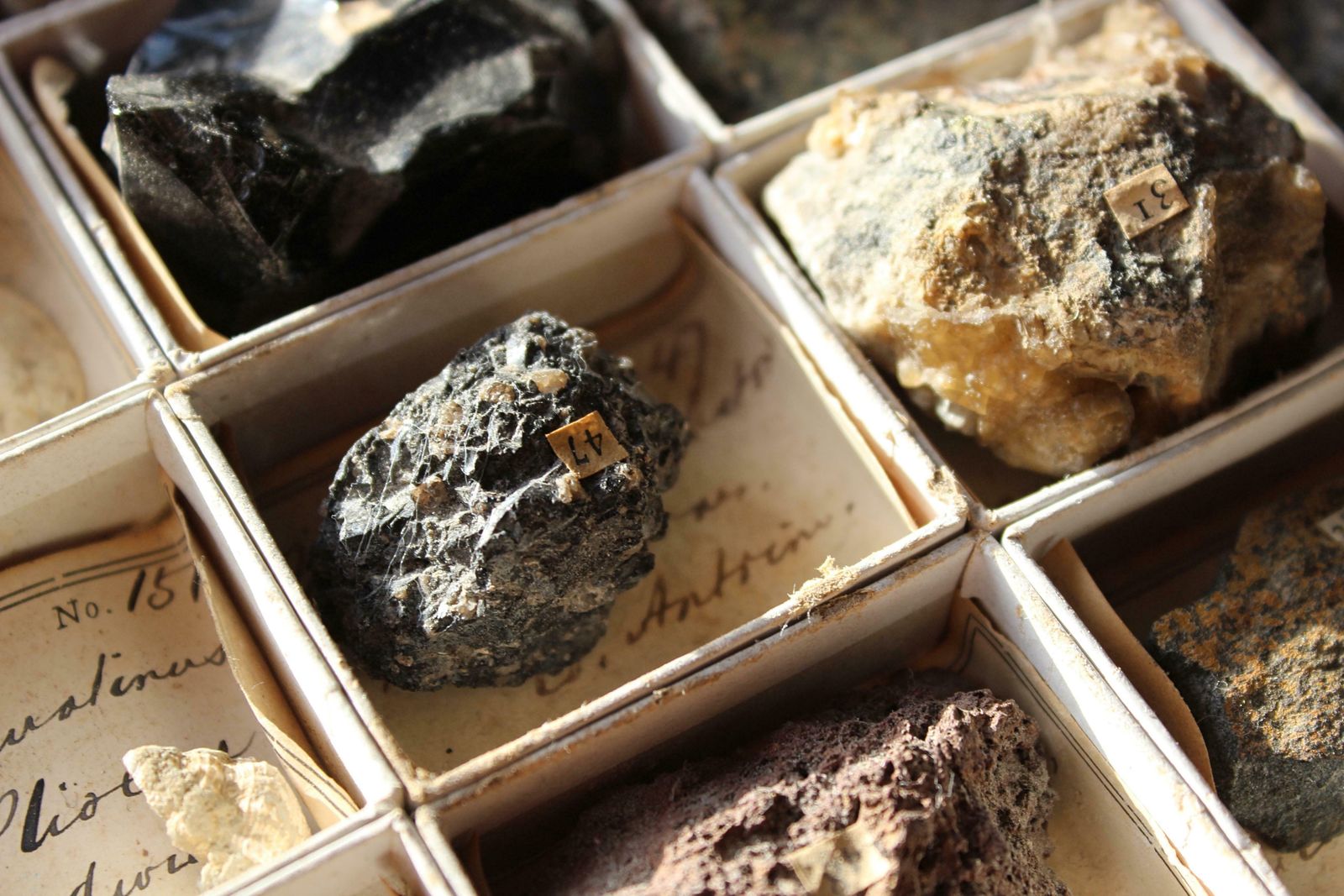 Late 19th C Gregory Bottley Scientific Collection Of Mineral Fossils Shell photo furniture