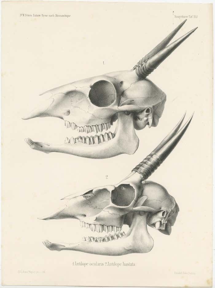 Set Of 4 Antique Prints Of Antelope Skulls photo Art