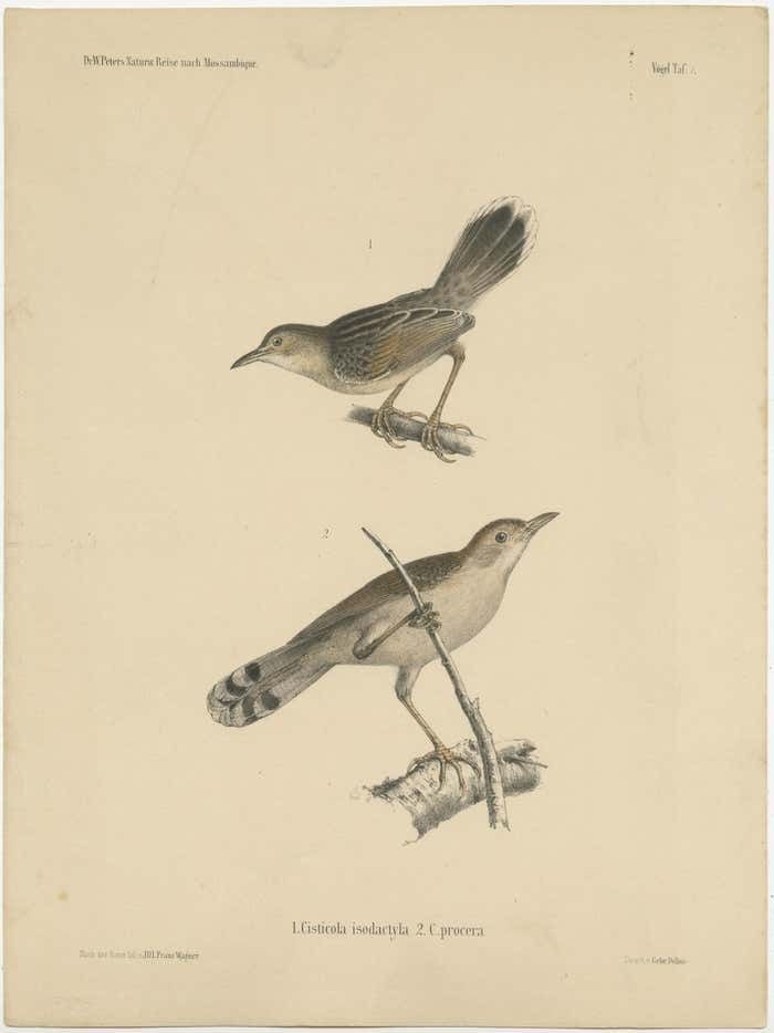 Antique Bird Print Of Cisticola Species photo furniture