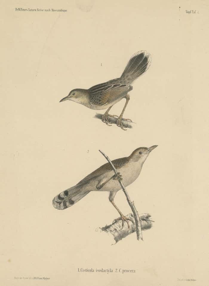 Antique Bird Print Of Cisticola Species photo for sale