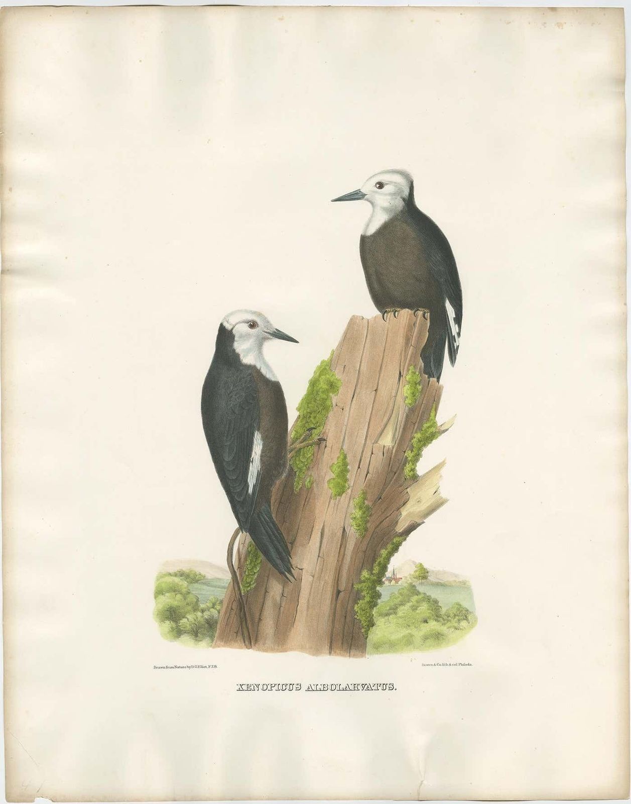 Antique Hand Colored Print Of North American White Headed Woodpecker Birds, 1869 photo for sale