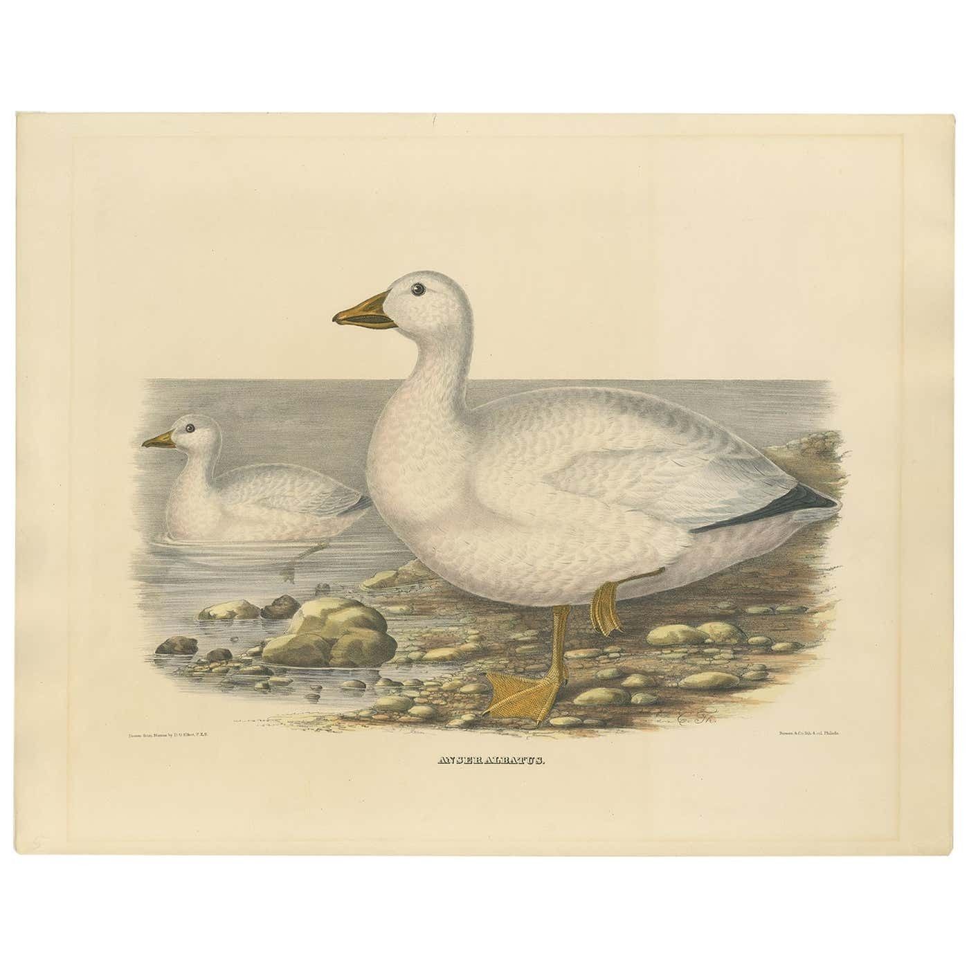 Large Rare Old Bird Print Depicting Cassin's Snow Goose, 1869 photo furniture