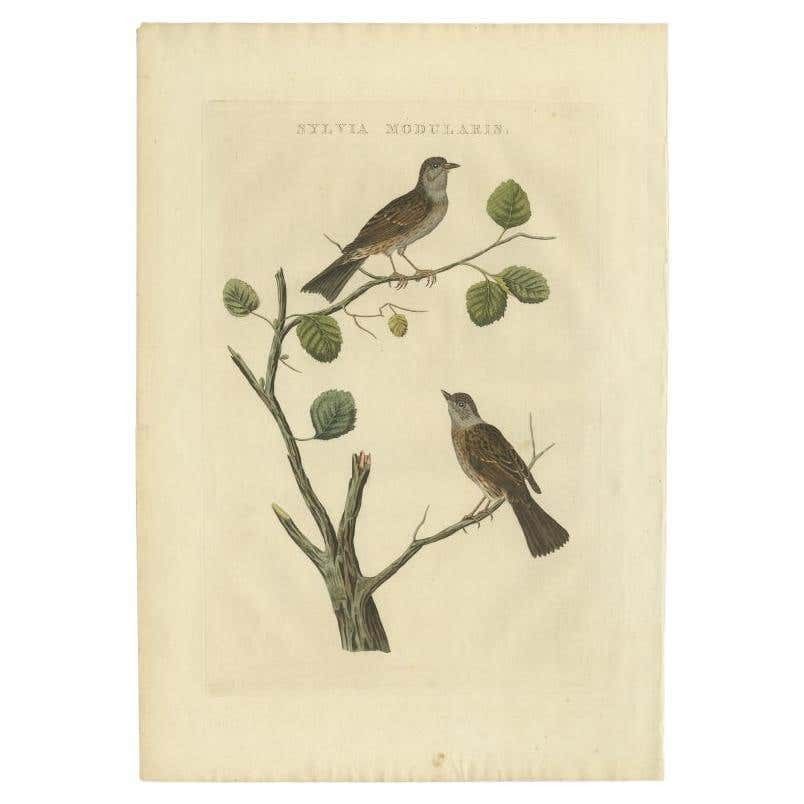 Antique Bird Print Of The Dunnock By Sepp & Nozeman, 1829