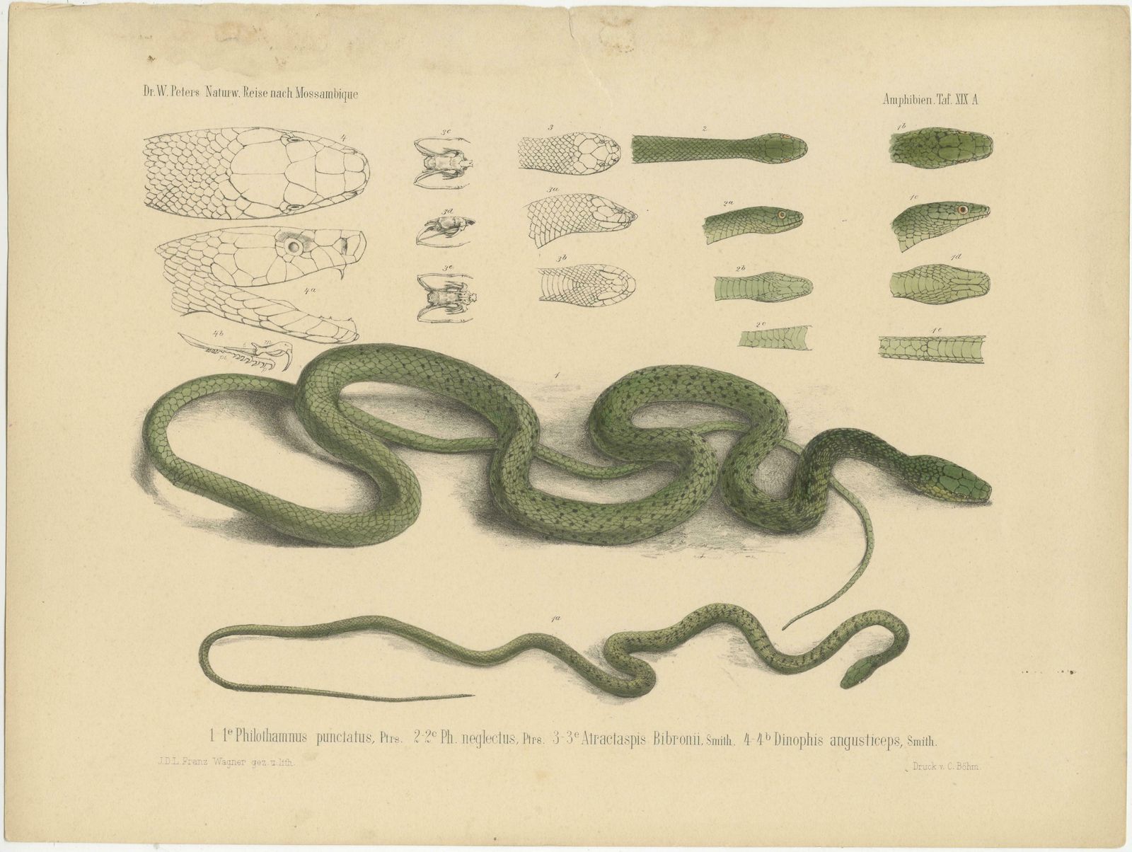 Antique Print Of Philothamnus And Other Snake Species photo furniture