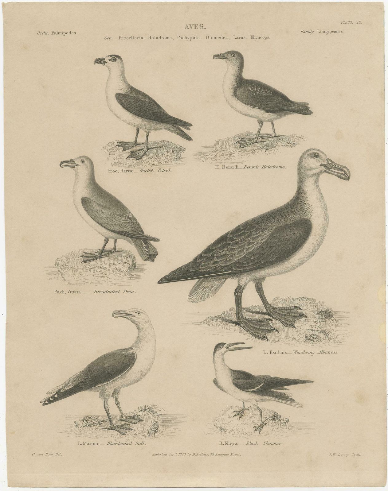 Antique Print Of The Wandering Albatross, Blackbacked Gull And Other Birds photo furniture