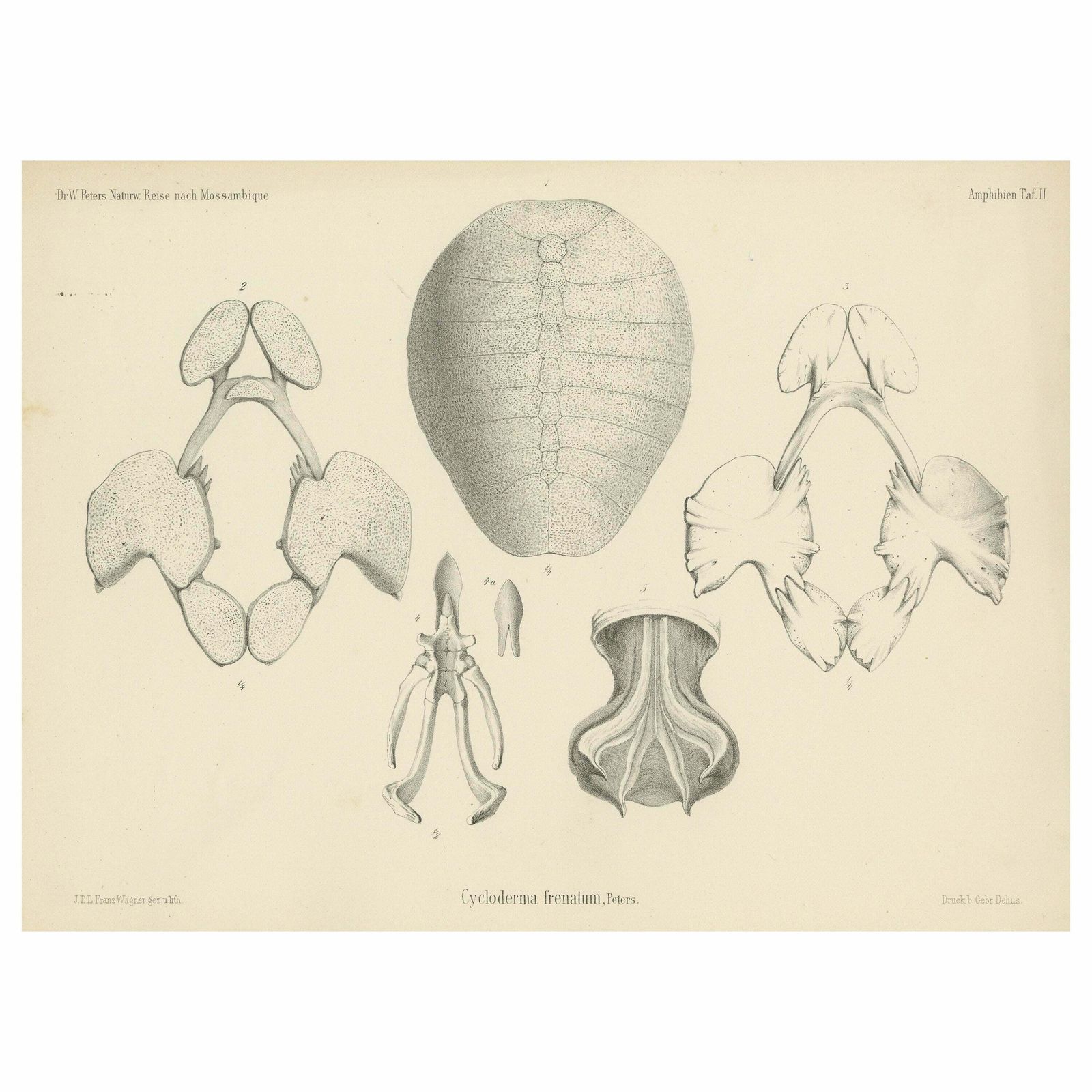 Antique Print Of The Zambezi Flapshell Turtle