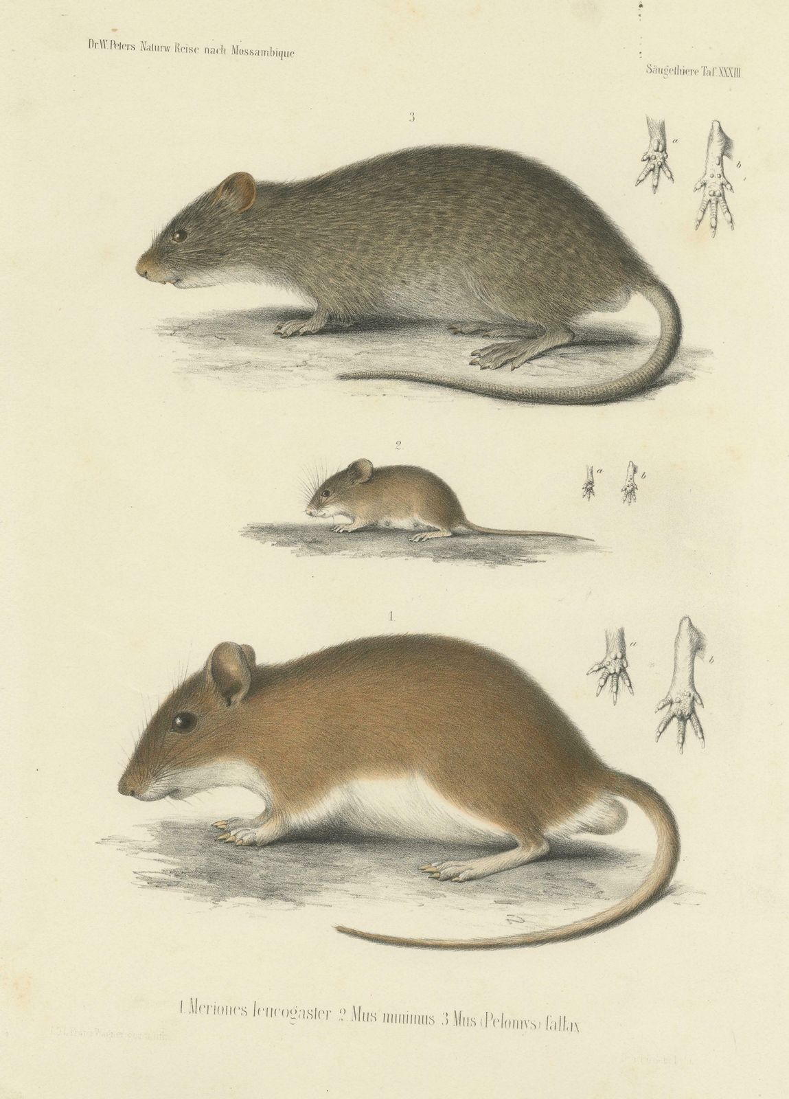 Antique Print Of A Gerbil, Mouse And Rat photo for sale
