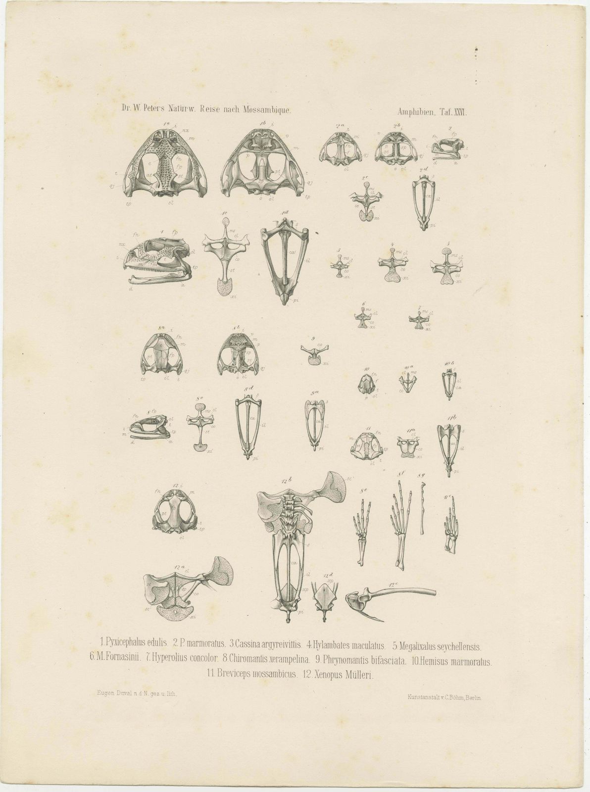 Antique Print Of Bones Of Various Frog Species photo furniture