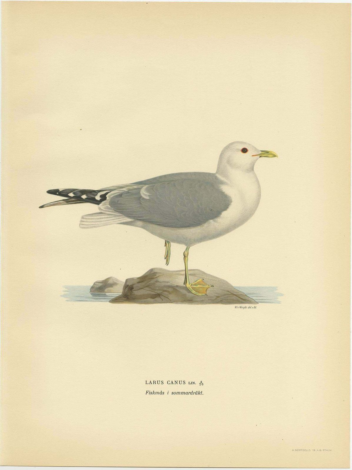 Antique Bird Print Of The Common Gull 'Summer' By Von Wright, 1929 photo Art
