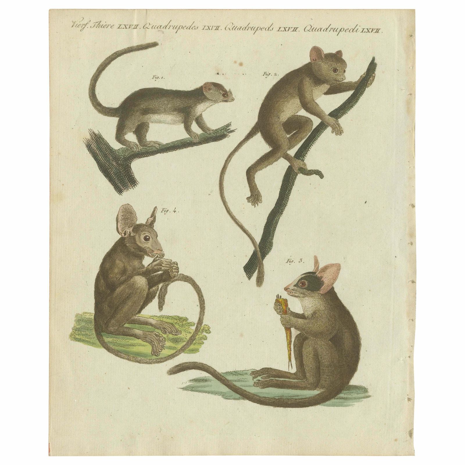 Original Antique Print Of Maki Or Lemur Species
