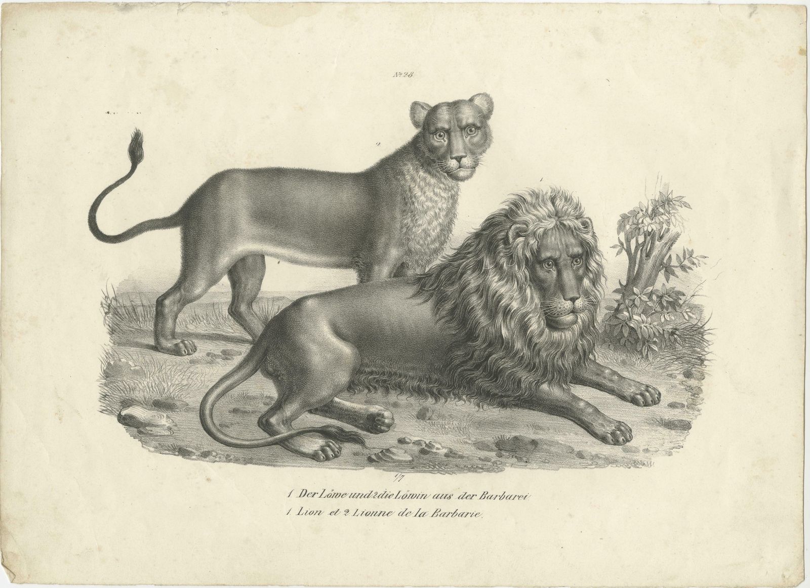 Original Antique Print Of A Barbary Lion And Lioness By Brodtmann photo furniture