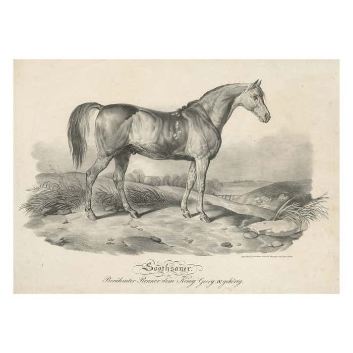 Antique Print Of Race Horse 'Soothsayer', Belonging To King George IV