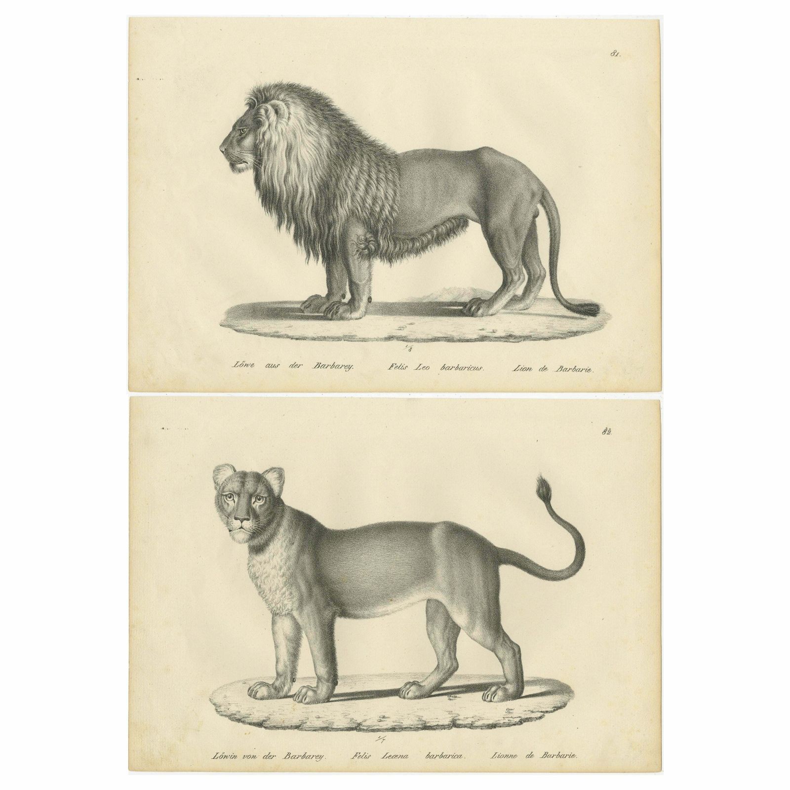 Set Of 2 Antique Prints Of A Barbary Lion And Lioness By Brodtmann