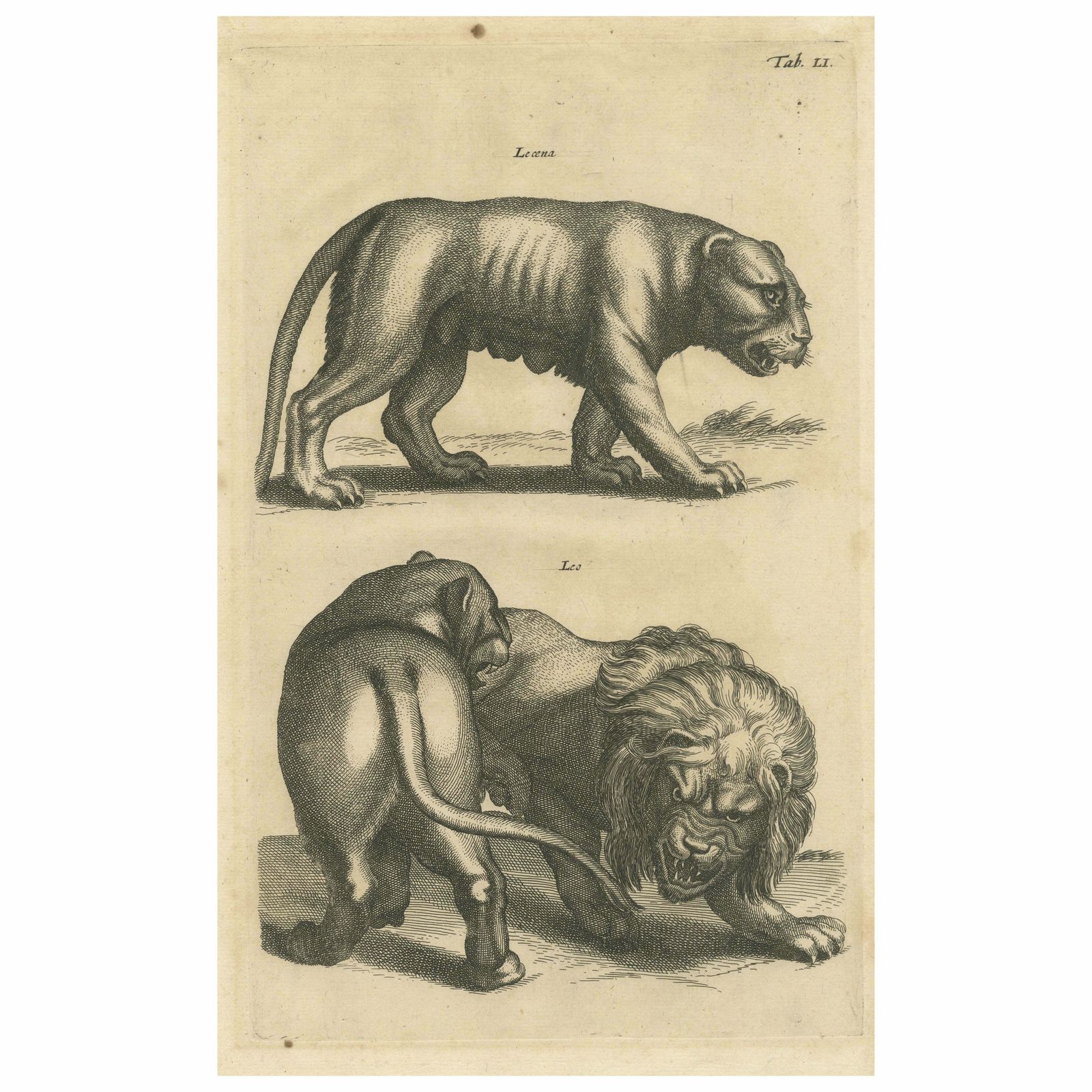 Original Antique Engraving Of A Lion And Lioness