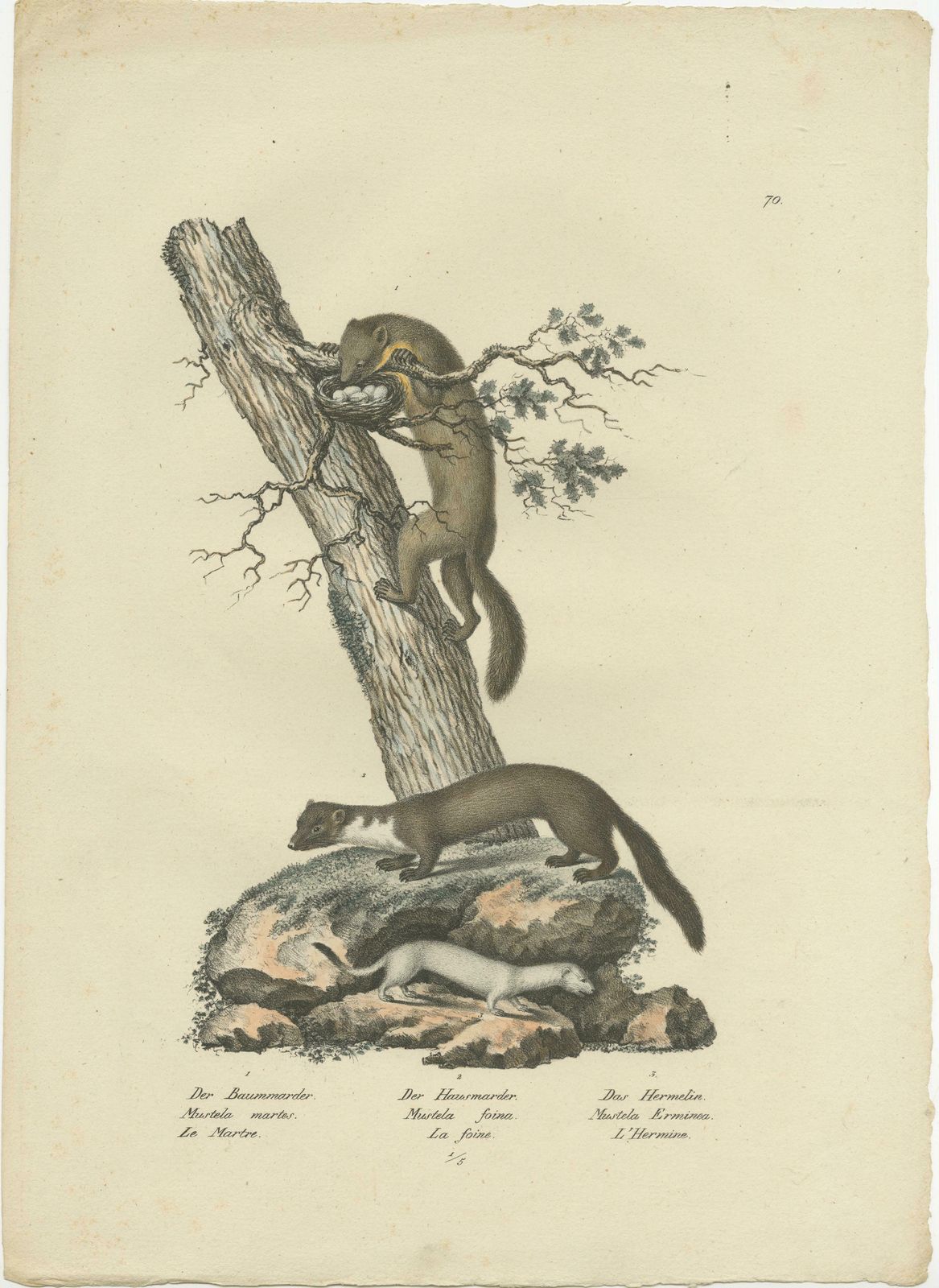Antique Print Of A Pine Marten, Mink And Ermine photo furniture
