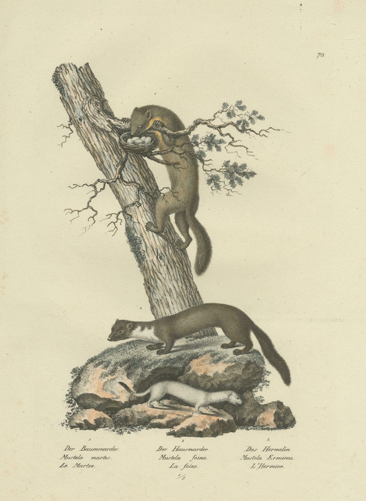 Antique Print Of A Pine Marten, Mink And Ermine photo for sale