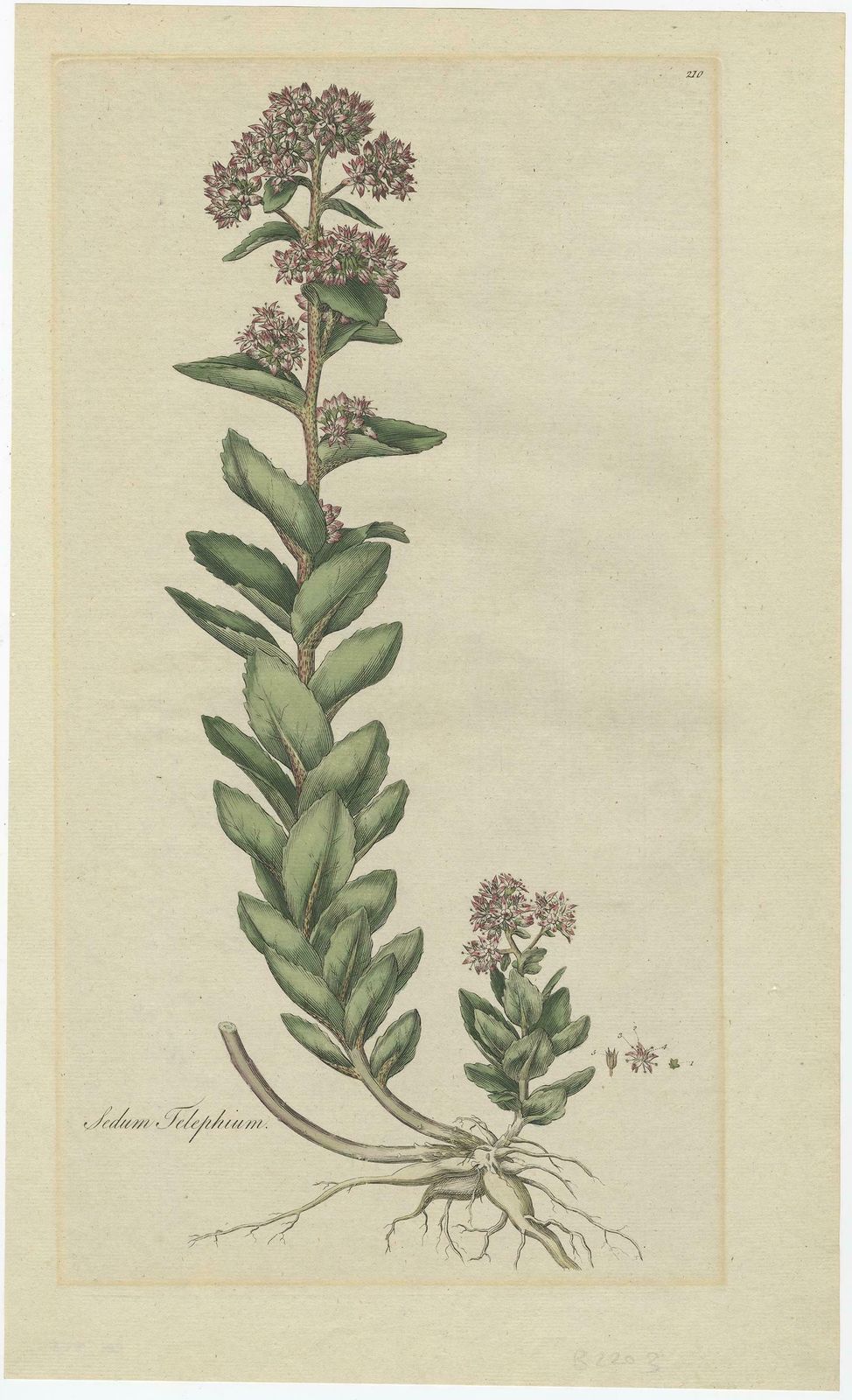Old Flower Print Of The Frog's Stomach Or Harping Johnny, Ca.1800 photo furniture