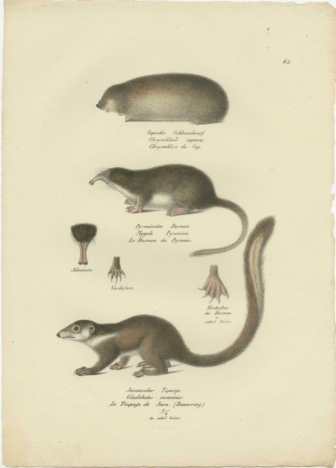 Antique Print Of A Golden Mole, Shrew And Tree Shrew photo furniture