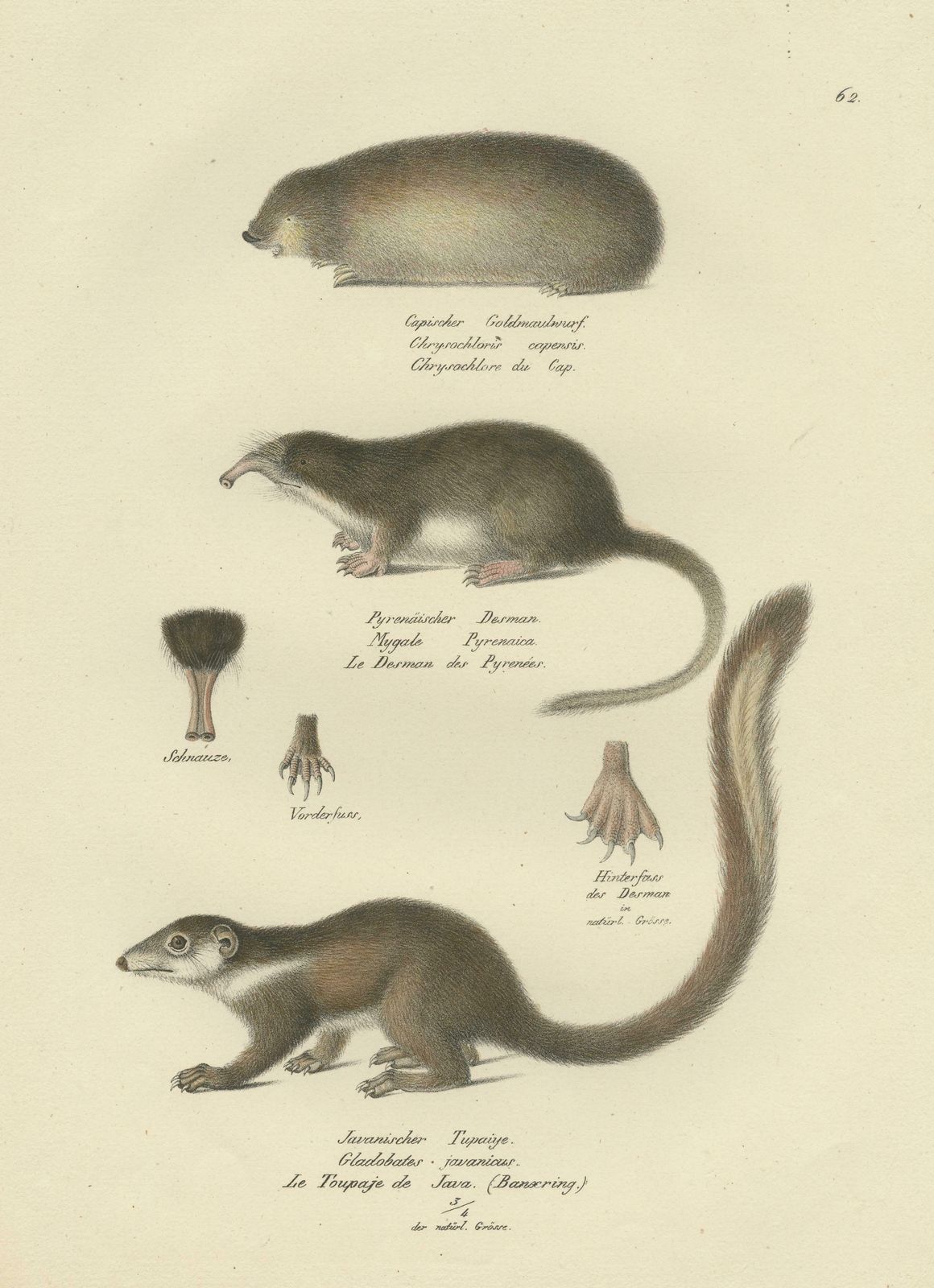 Antique Print Of A Golden Mole, Shrew And Tree Shrew photo for sale