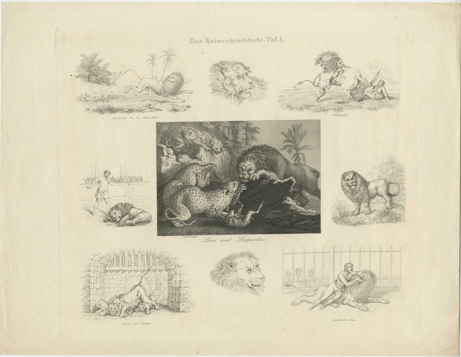 Antique Print With Nine Illustrations Of Various Lions And Leopards photo furniture