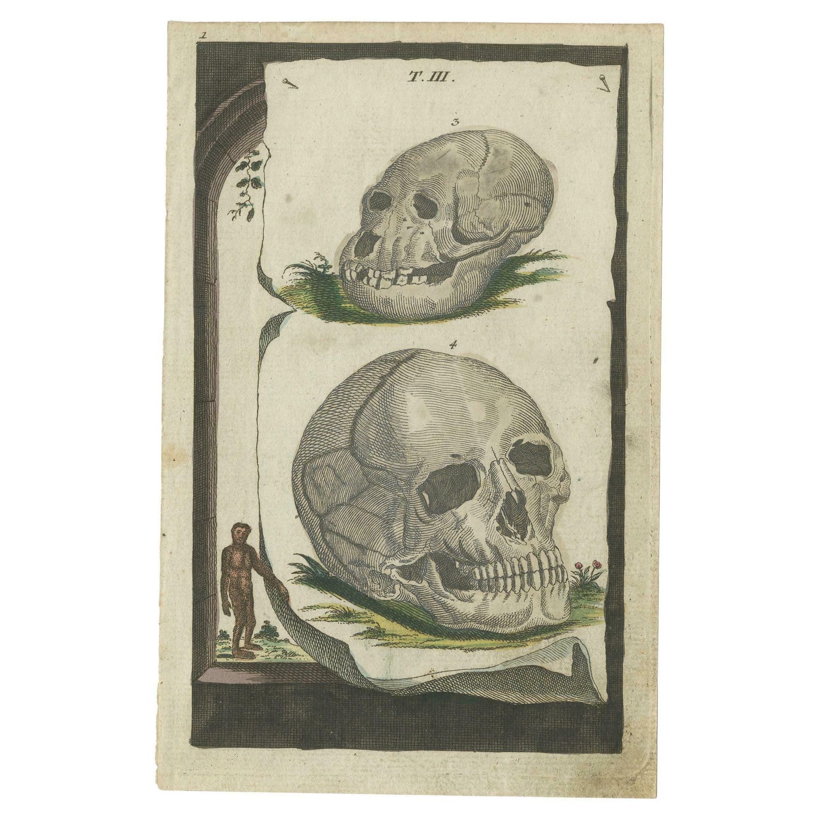 Rare Antique Hand Colored Print With Two Skulls