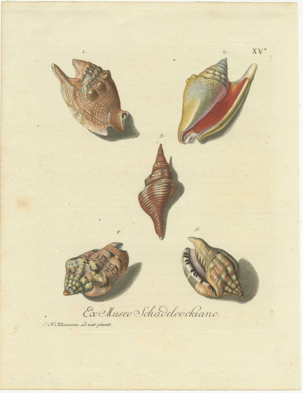 Original Antique Print Of Various Seashells By G.W. Knorr photo furniture
