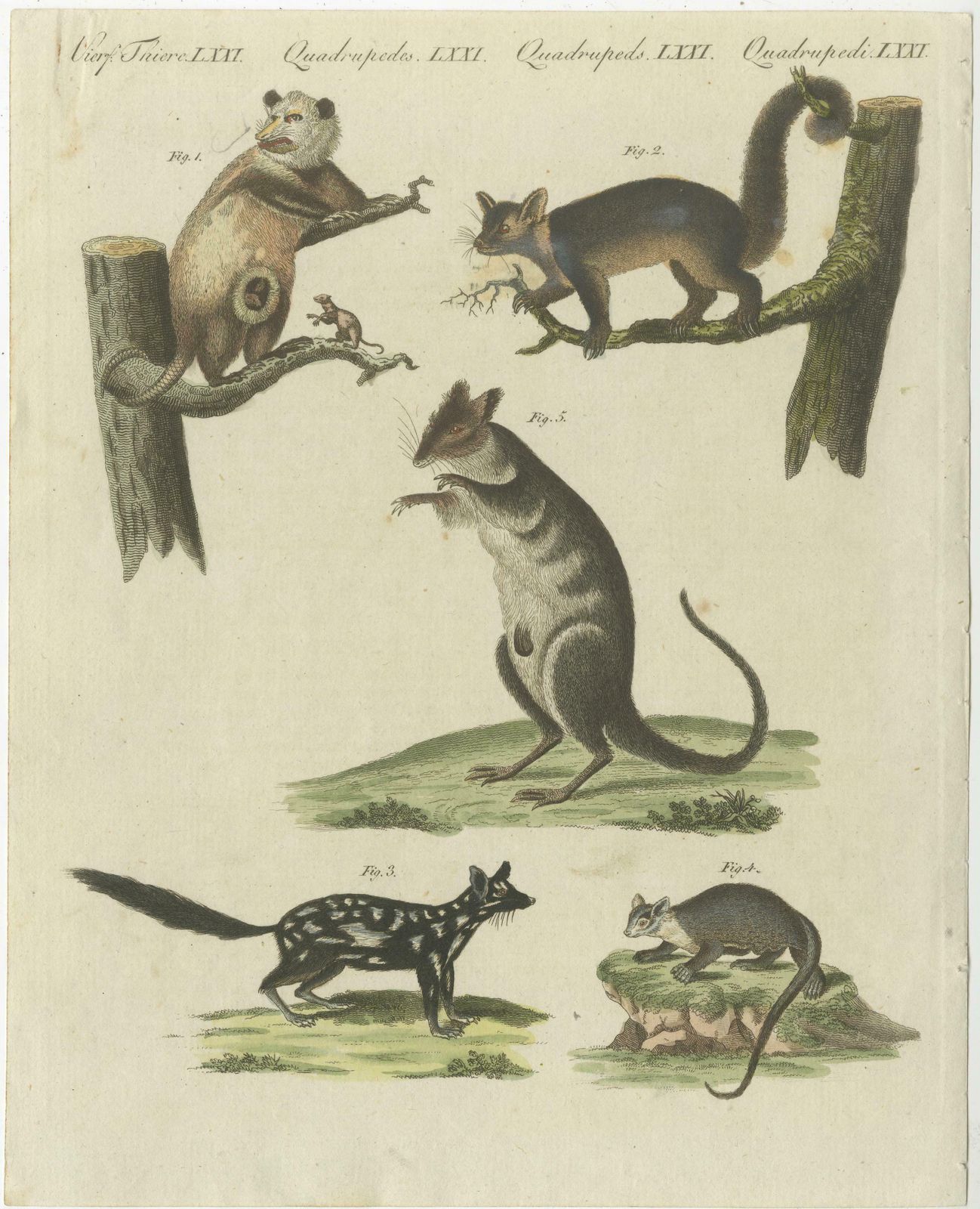 Hand Colored Engraving Of Opossums photo furniture