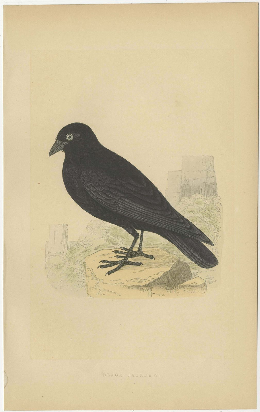 Set Of 4 Antique Bird Prints Of Two Owls, A Black Jackdaw And Their Eggs photo 352.0