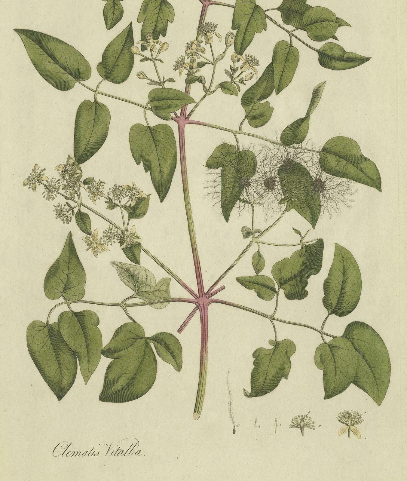 Antique Botany Print Of The Clematis Vitalba By Curtis, Circa 1777 photo Art