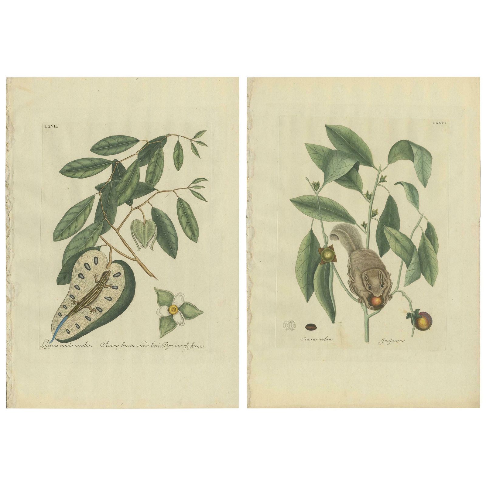 Set Of Two Antique Prints, Flying Squirrel, Blue Tail Lizard By Catesby '1777'