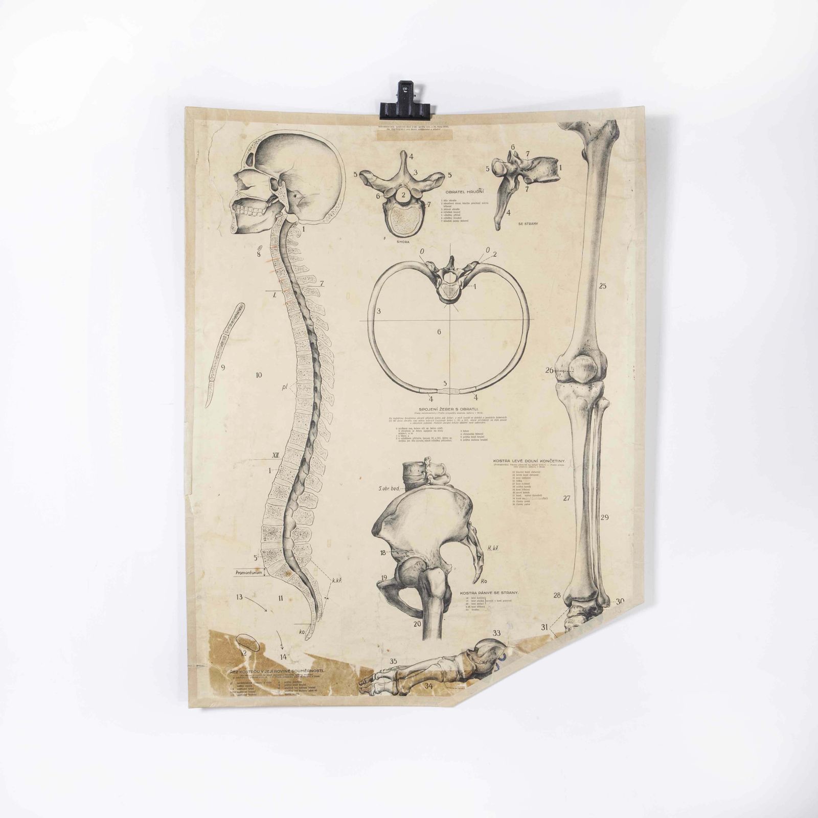 1930’s Educational Poster – Human Anatomy Spine
