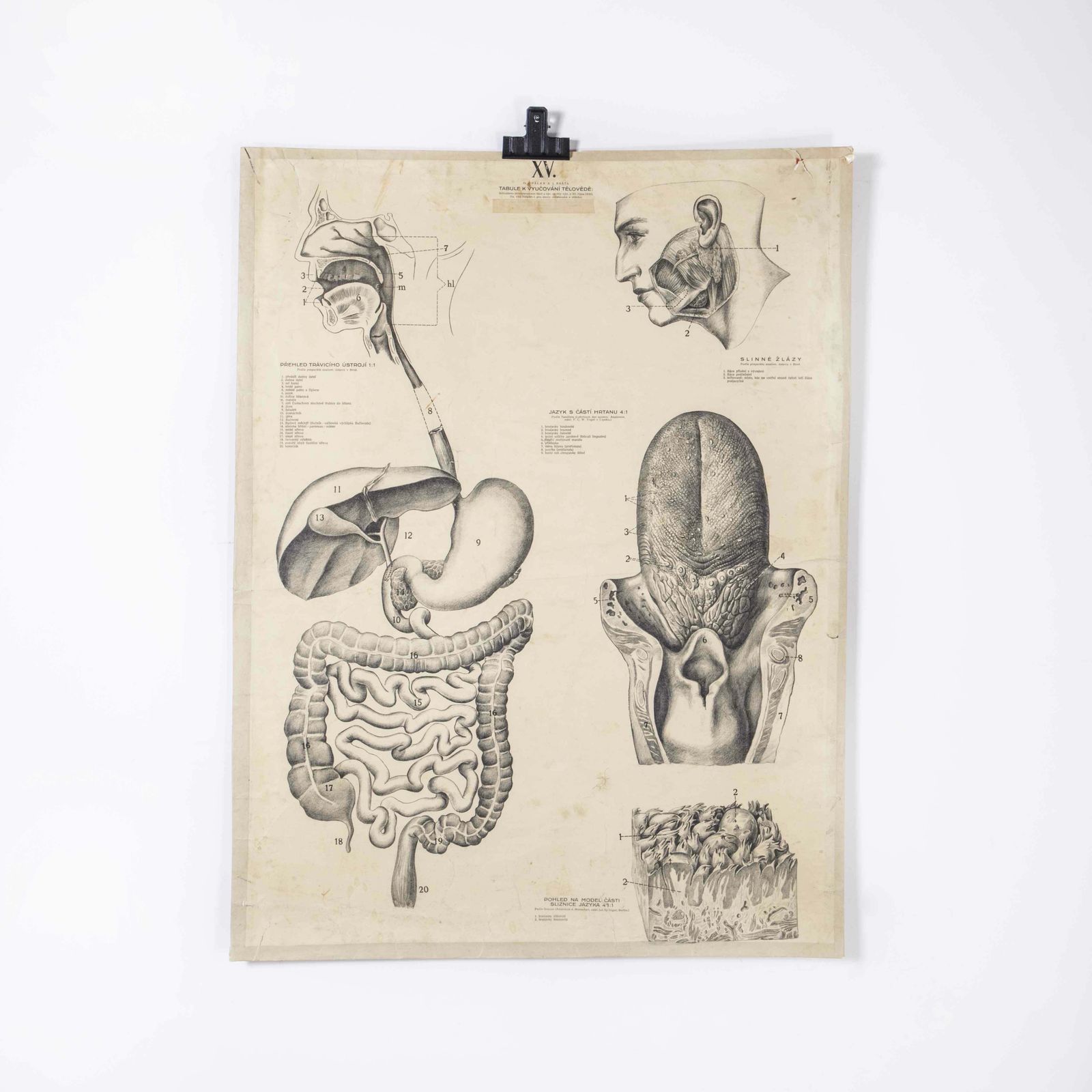 1930’s Educational Poster – Human Anatomy Tongue